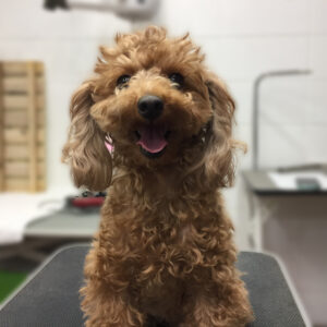 よろしくトイプー