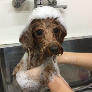 シャンプートイプー