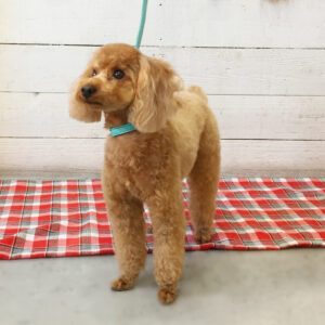 仕上がりトイプー