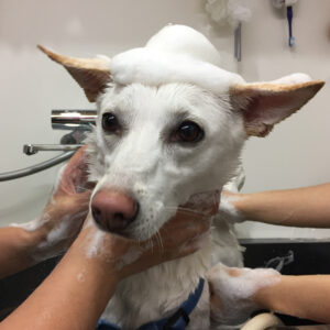 シャンプーミックス