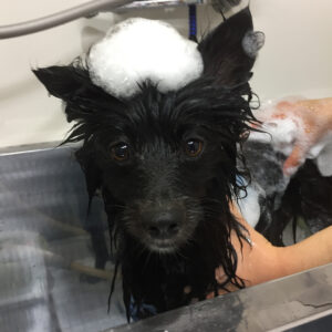 シャンプーポメ