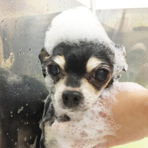 シャンプーチワワ