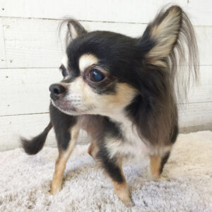 仕上がりチワワ