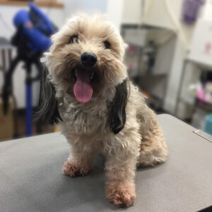 よろしくミックス