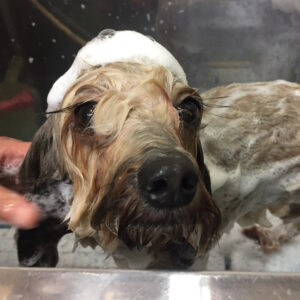 シャンプーミックス