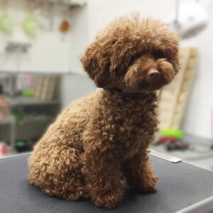 よろしくトイプー