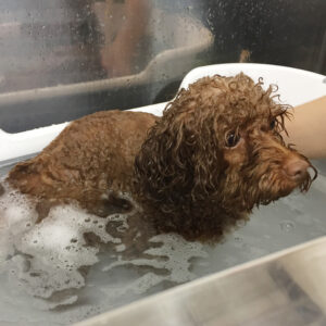 お風呂トイプー