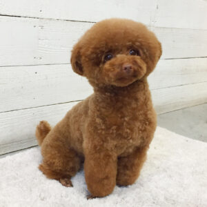 仕上がりトイプー