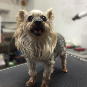 よろしくヨーキー