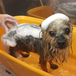 シャンプーヨーキー