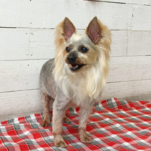 仕上がりヨーキー