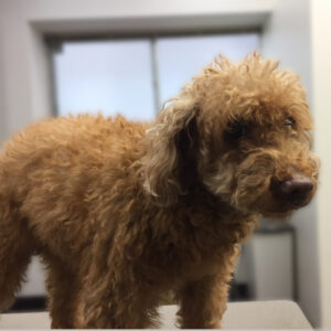 よろしくトイプー