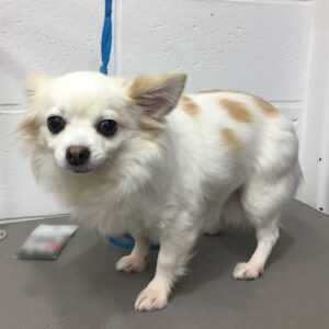 よろしくチワワ