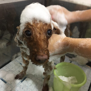 シャンプートイプー