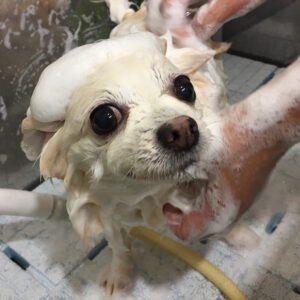 シャンプーチワワ