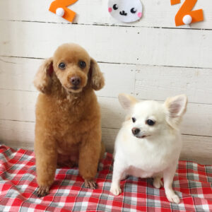 仕上がりトイプー&チワワ