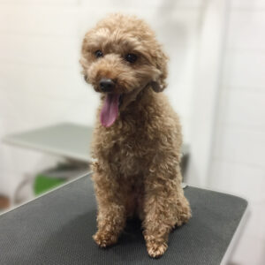 よろしくトイプー