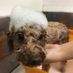 シャンプートイプー