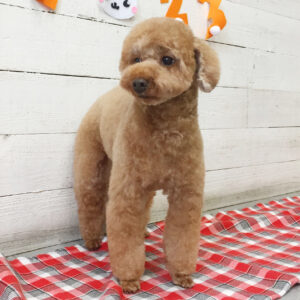 仕上がりトイプー