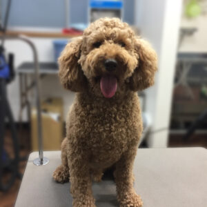 よろしくトイプー