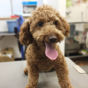 よろしくトイプー