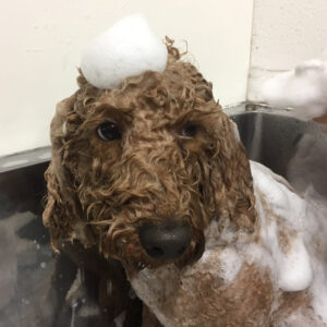 シャンプートイプー