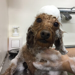 シャンプートイプー