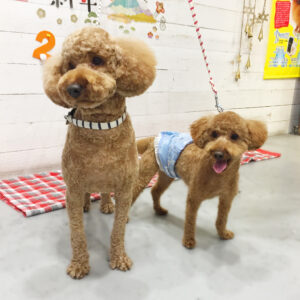 仕上がりトイプー