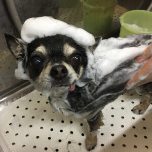 シャンプーチワワ