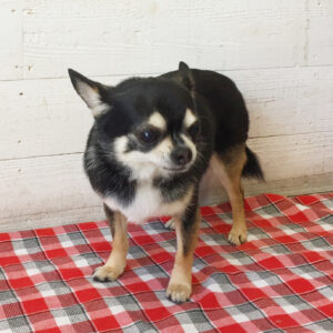 仕上がりチワワ