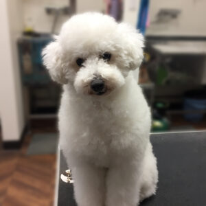 よろしくトイプー