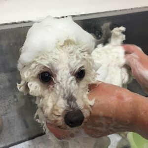 シャンプートイプー