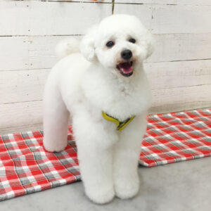 仕上がりトイプー