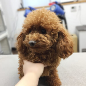 よろしくトイプー