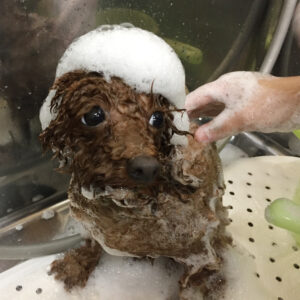 シャンプートイプー