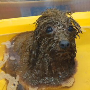 お風呂トイプー