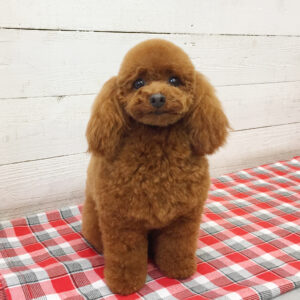 仕上がりトイプー