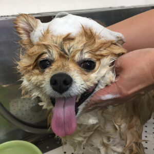 シャンプーポメ