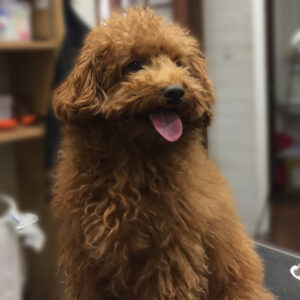 よろしくトイプー