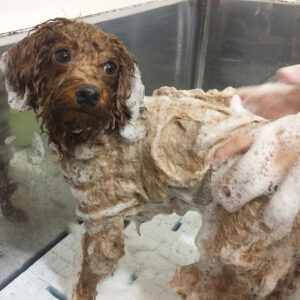 シャンプートイプー