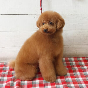 仕上がりトイプー