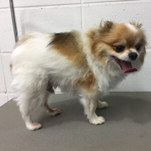 よろしくミックス