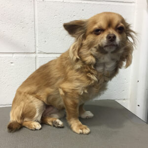 よろしくチワワ