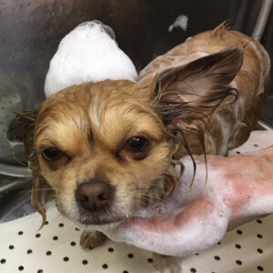 シャンプーチワワ