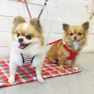 仕上がりミックス&チワワ