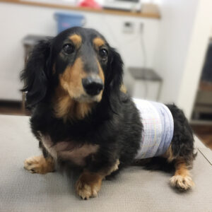 よろしくダックス