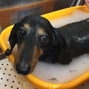 お風呂ダックス