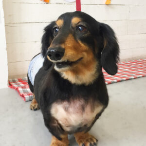 仕上がりダックス