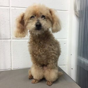 よろしくトイプー