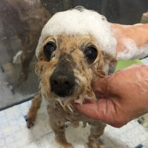 シャンプートイプー